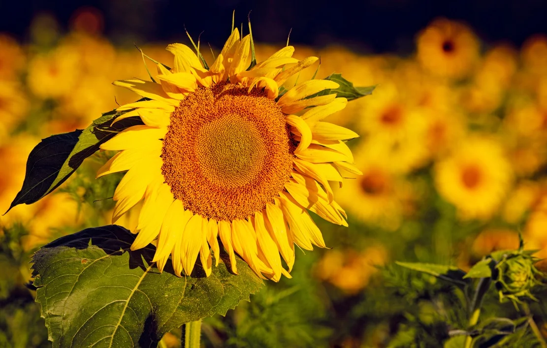 Soul food in your garden